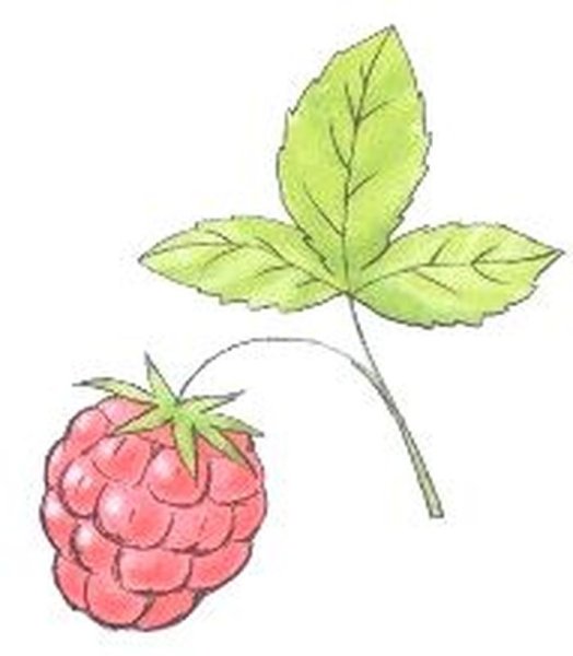 Малина раскраска для детей