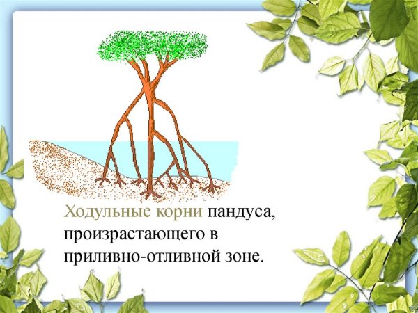 Растения с ходульными корнями