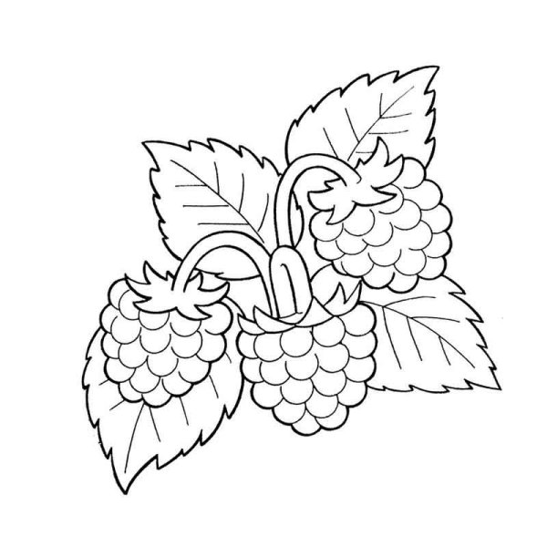 Малина обыкновенная Фармакогнозия