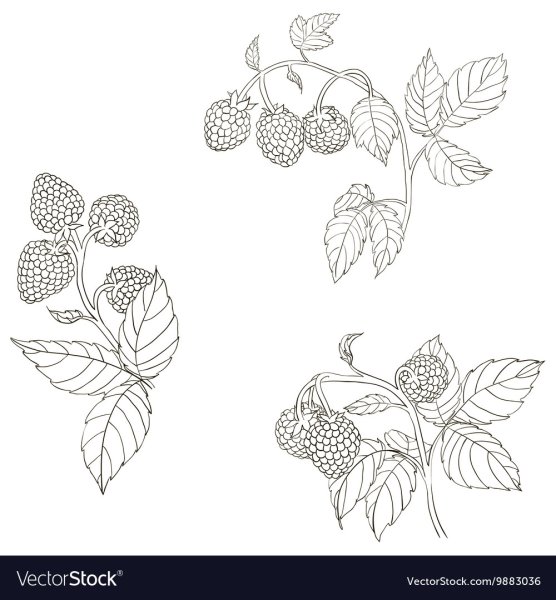 Малина карандашом