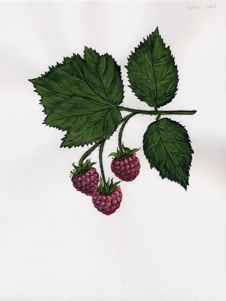 Раскраска "ягоды"