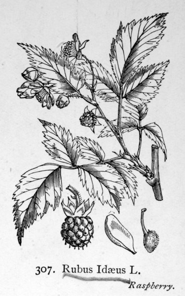 Листочки с ягодками