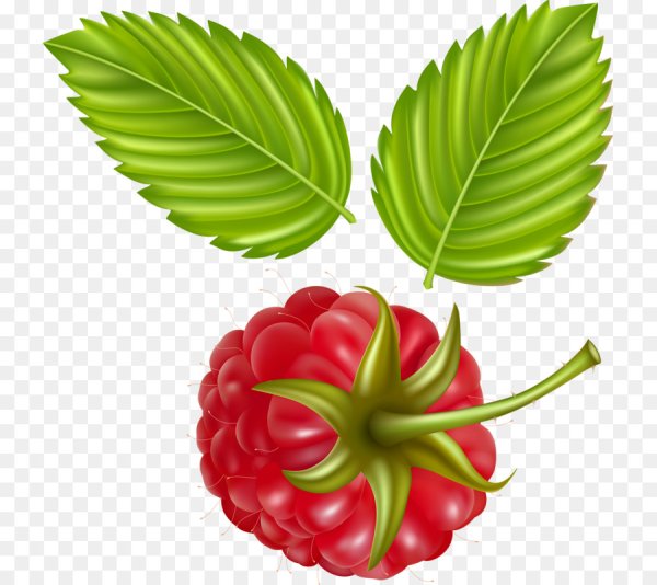 Листок малины