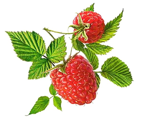 Ежевика (лист)