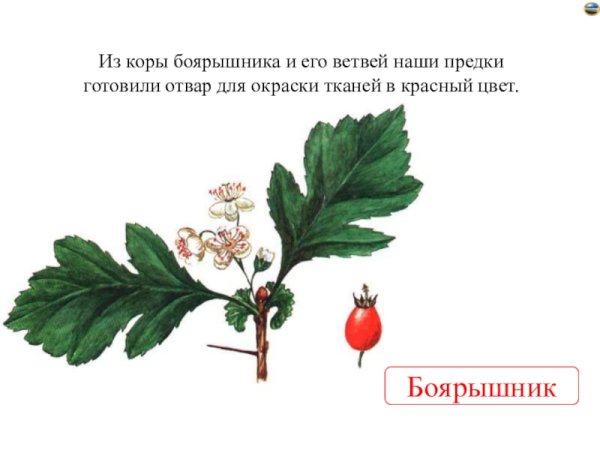 Боярышник кроваво красный ветки