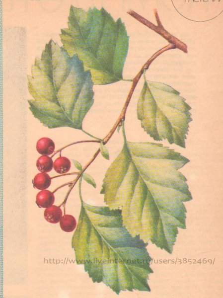Ветка калины рисунок