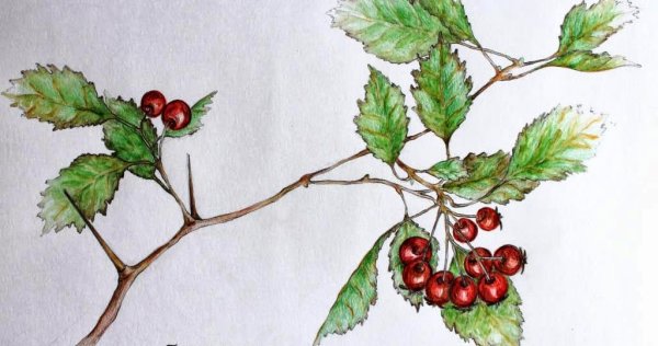 Боярышник урновидный