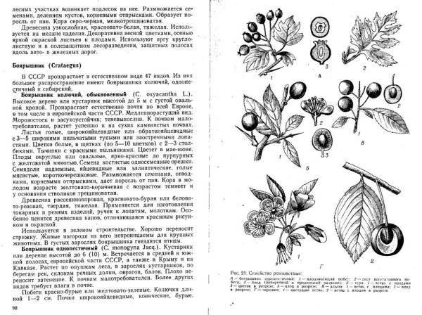 Боярышник кроваво-красный на белом фоне