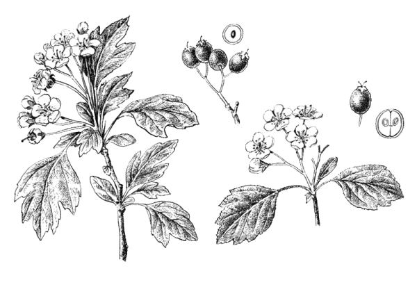 Боярышник колючий для рисования