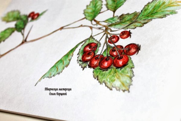 Веточка карандашом