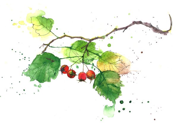 Боярышник листья плоды кроваво-красный