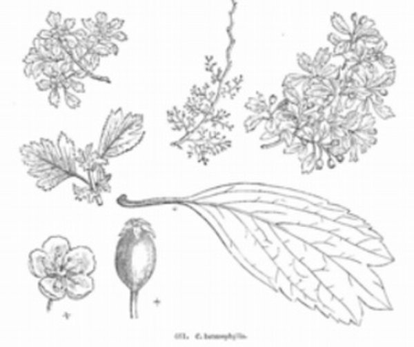 Прилистники у боярышника