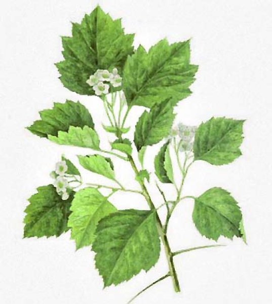 Боярышник зарисовка