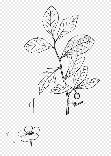 Боярышник вектор