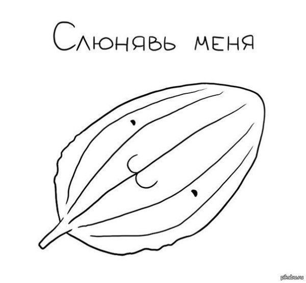 Подорожник раскраска для детей