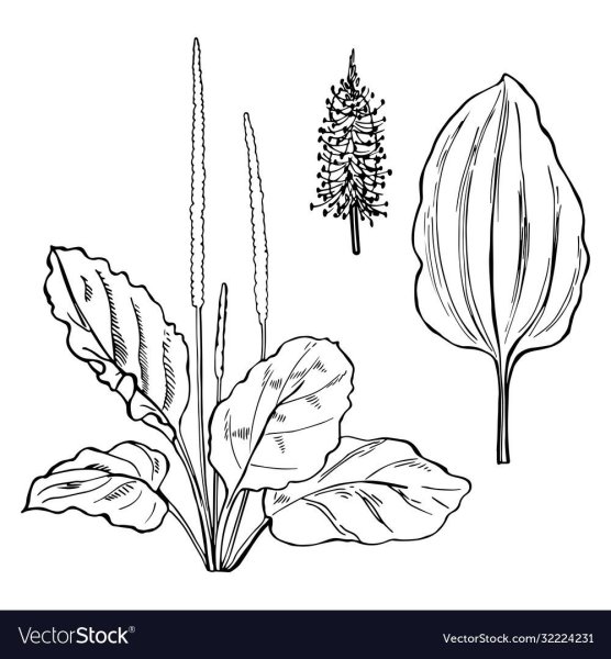 Подорожник карандашом