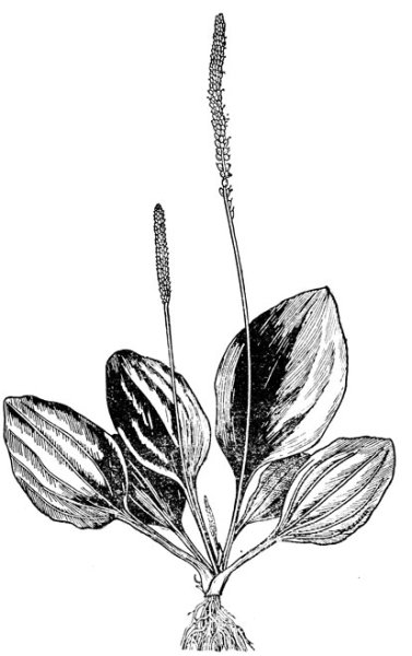 Подорожник большой