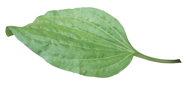 Листья подорожника большого