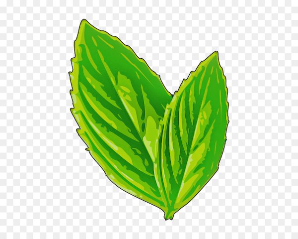 Листок мяты