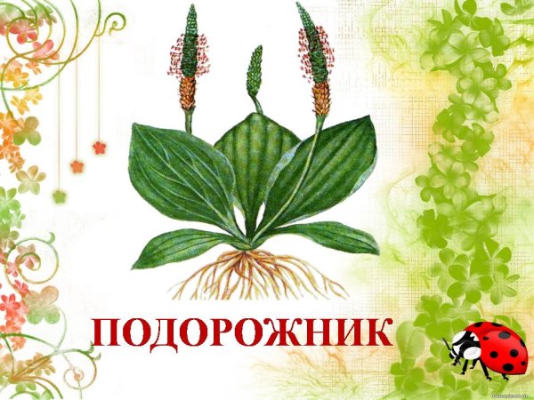 Лекарственные растения для детей