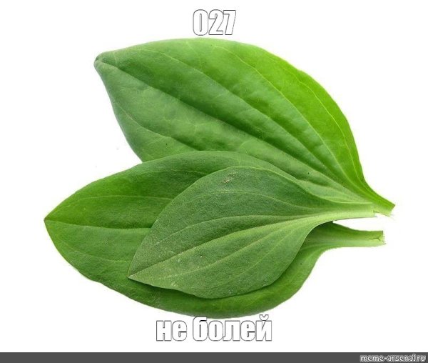 Подорожник для детей