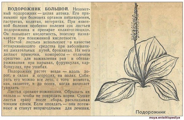 Подорожник описание для гербария