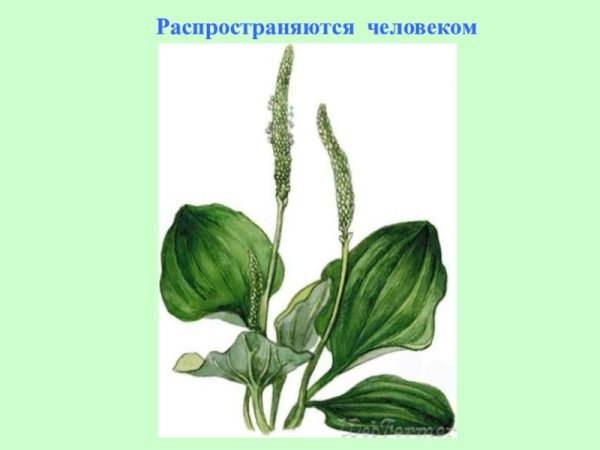 Полис подорожник