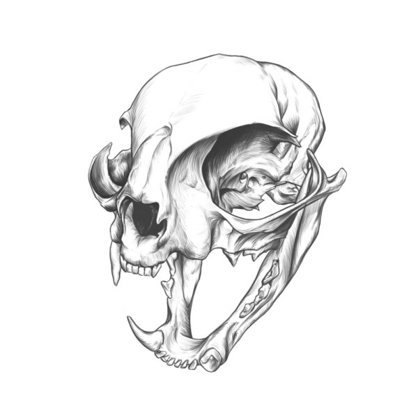 Череп кошки рисунок карандашом