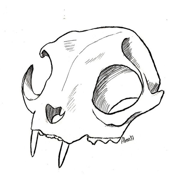 Череп кошки анатомия