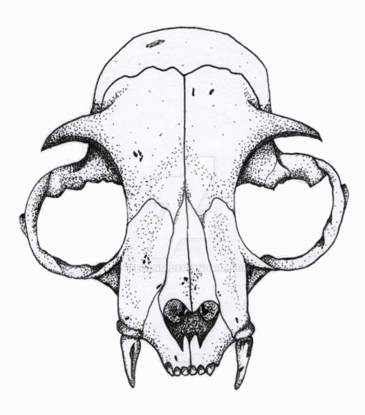 Череп животного для рисования