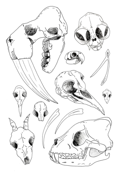 Черепа животных референс