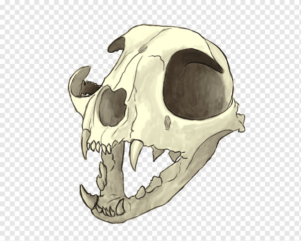 Череп кота сбоку