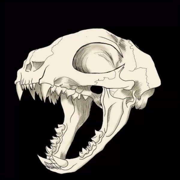 Кошачий череп сбоку