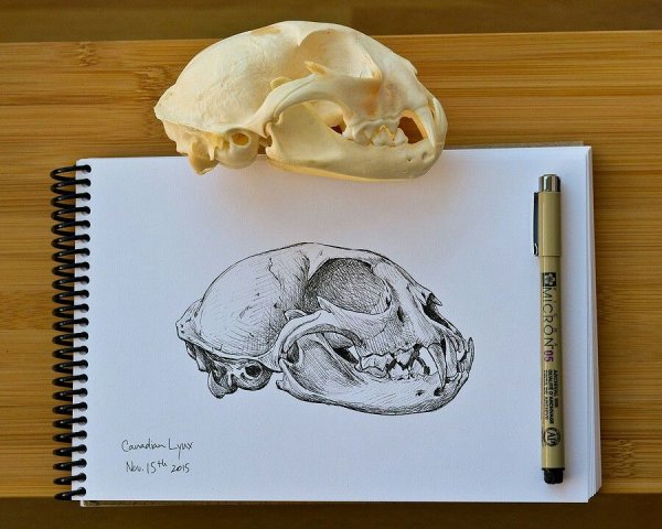 Череп кота для рисования