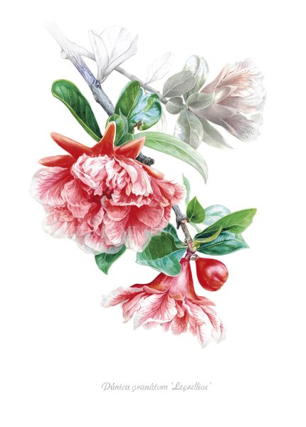 Гранат Ботаническая акварель