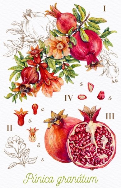 Гранат Ботаническая иллюстрация Отто
