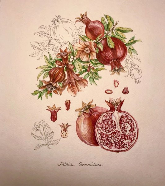 Цветок граната орнамент