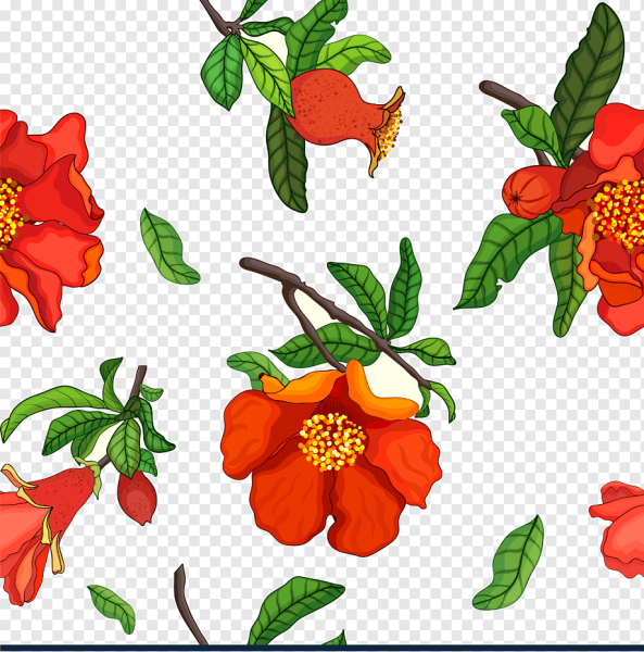 Цветок граната Ботаническая иллюстрация