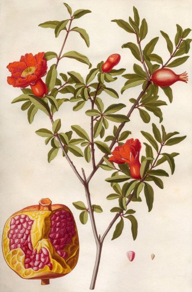 Цветок граната орнамент