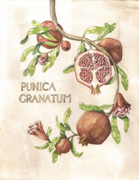 Гранатовое дерево роспись