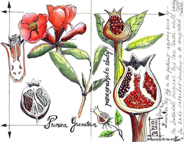 Гранат на ветке