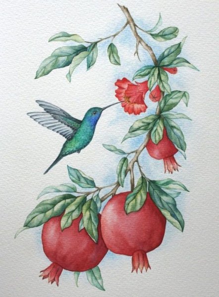 Гранат на ветке