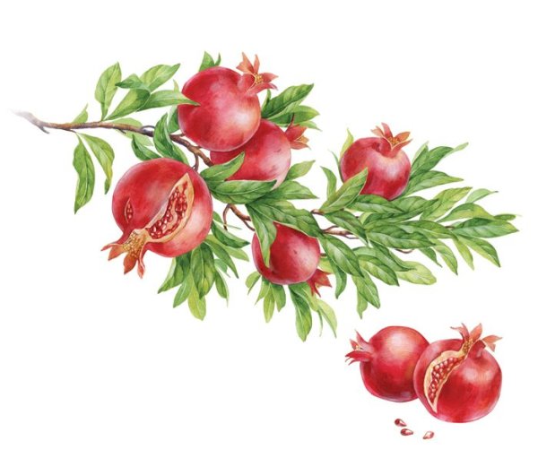 Ботаническая живопись акварелью гранат