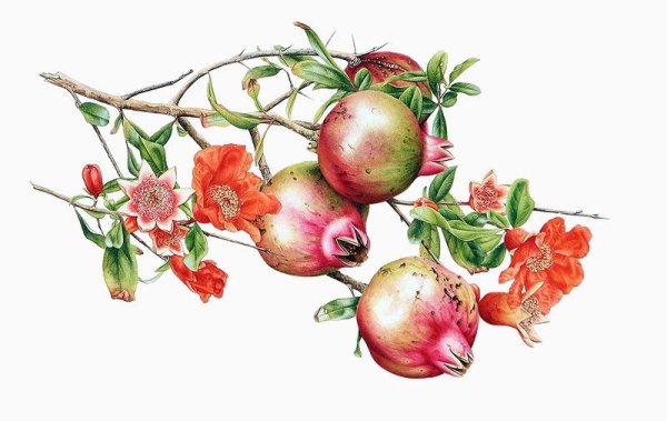 Гранатовое дерево Фармакогнозия