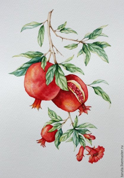 Растительный орнамент гранат