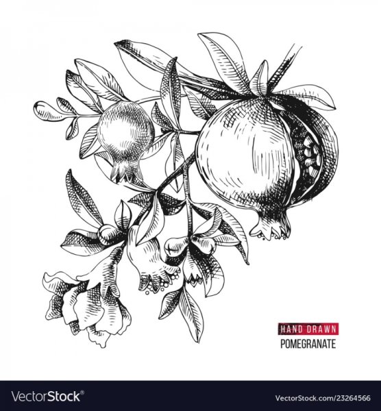 Гранат трафарет