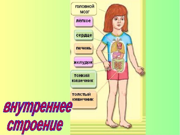 Строение тела человека для детей