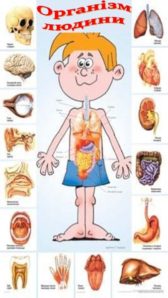 Органы человека для детей