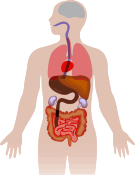 Силуэт человека с органами