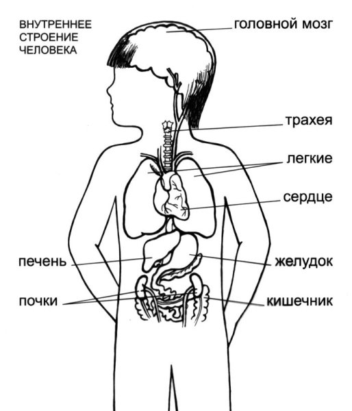 Организм человека схема внутренние